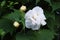 Hibiscus mutabilis/Three times color change flower Â 